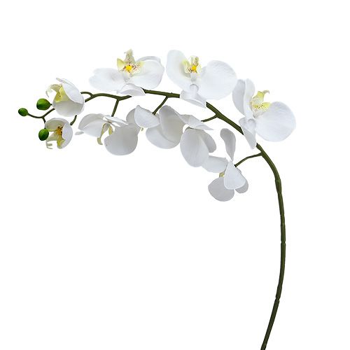 Koi orkidea 75cm valkoinen