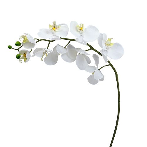 Floristik24 Moth Orchid 75cm Valkoinen