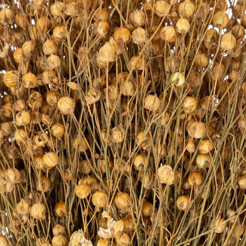 kohteita Luonnonkuituinen pellavaheinä kuivakukka-asetelmiin Linum Natur 60cm 180g