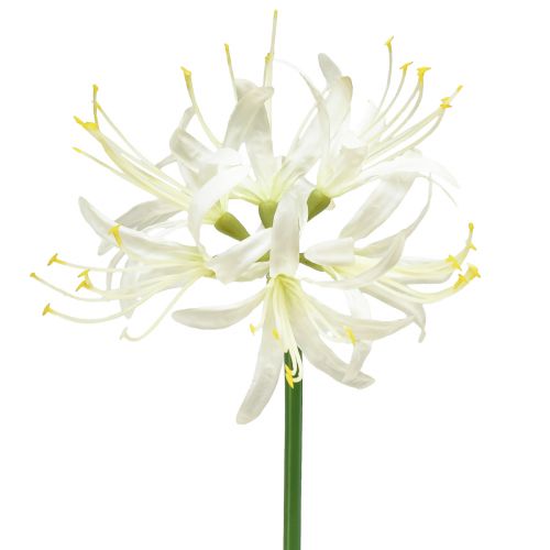 Nerine Guernsey Lily tekokukka Valkoinen Keltainen Ø15cm L65cm