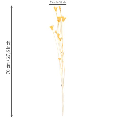 kohteita Nigellan kuivakukka-asetelma pitkäaikaiseen käyttöön. Elegantti katseenvangitsija. 70 cm 50 g