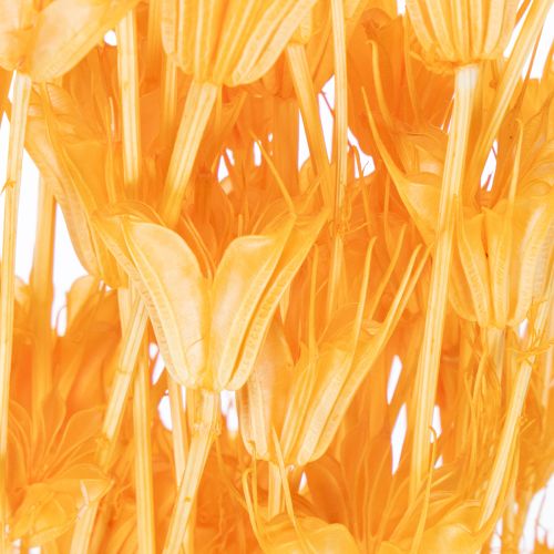 kohteita Nigellan kuivakukka-asetelma pitkäaikaiseen käyttöön. Elegantti katseenvangitsija. 70 cm 50 g