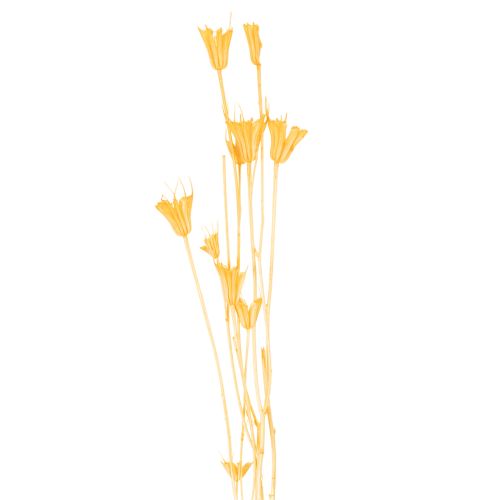 kohteita Nigellan kuivakukka-asetelma pitkäaikaiseen käyttöön. Elegantti katseenvangitsija. 70 cm 50 g