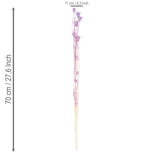 kohteita Kuivattujen nigella-kukkien kimppu, koristekäyttöön olohuoneessa, luo ainutlaatuisen tunnelman, 70 cm, 50 g