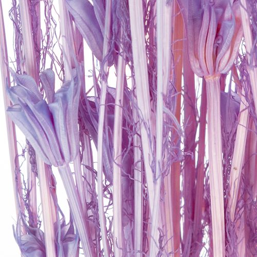 kohteita Kuivattujen nigella-kukkien kimppu, koristekäyttöön olohuoneessa, luo ainutlaatuisen tunnelman, 70 cm, 50 g