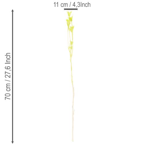 kohteita Kuivattuja Nigellan kukkia, ihastuttava luonnollinen huonekoriste kotiin, 70 cm, 50 g