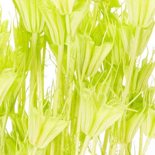kohteita Kuivattuja Nigellan kukkia, ihastuttava luonnollinen huonekoriste kotiin, 70 cm, 50 g