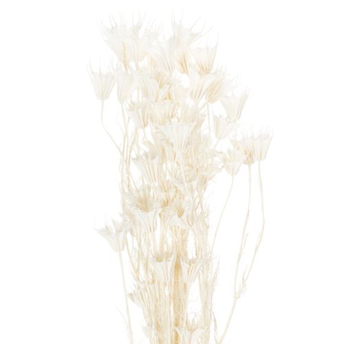 Kuivattuja Nigella-kukkia, elegantti luonnonkoriste eksklusiiviseen sisustukseen, 70 cm, 50 g