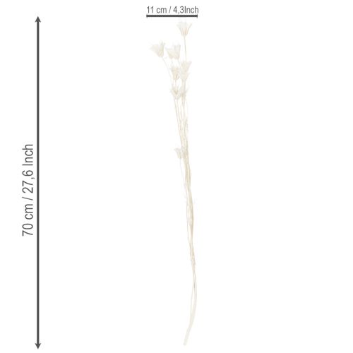 kohteita Kuivattuja Nigella-kukkia, elegantti luonnonkoriste eksklusiiviseen sisustukseen, 70 cm, 50 g