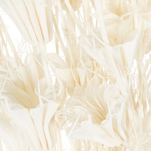 kohteita Kuivattuja Nigella-kukkia, elegantti luonnonkoriste eksklusiiviseen sisustukseen, 70 cm, 50 g