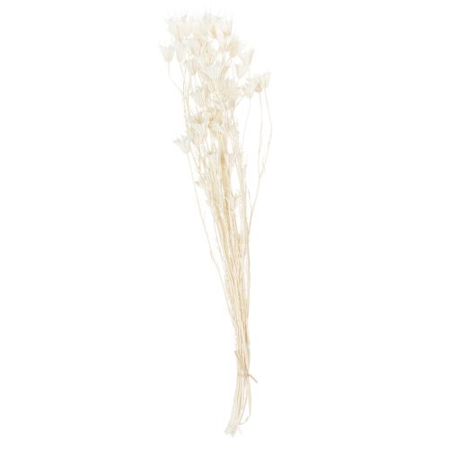 kohteita Kuivattuja Nigella-kukkia, elegantti luonnonkoriste eksklusiiviseen sisustukseen, 70 cm, 50 g