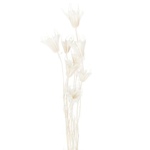 kohteita Kuivattuja Nigella-kukkia, elegantti luonnonkoriste eksklusiiviseen sisustukseen, 70 cm, 50 g