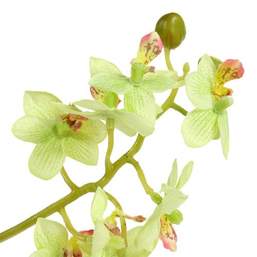 kohteita Orkidea 97cm vaaleanvihreä