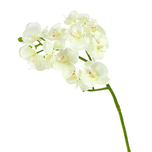 Floristik24 Orkidea kermanvalkoinen L57cm 6kpl