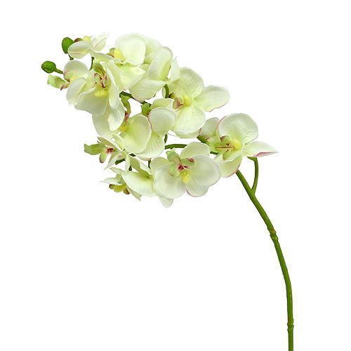 Orkidea vaaleanvihreä 56cm 6kpl
