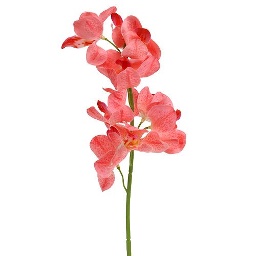 kohteita Orkidea Mokara Lohi 50cm 6 kpl