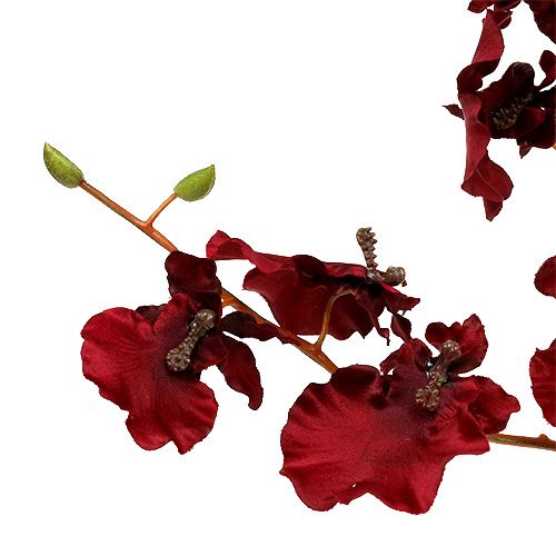 kohteita Orkidea Oncidium 70cm tummanpunainen 3kpl