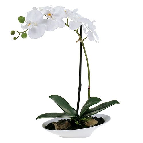Floristik24 Orkidea Phalaenopsis kulhossa valkoinen H40cm