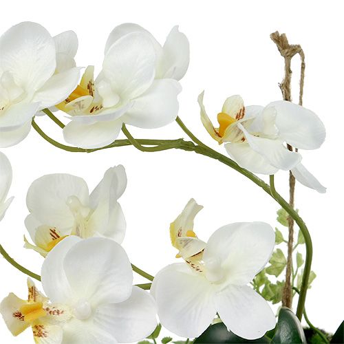 kohteita Orchid Phalaenopsis ripustettavaksi H26cm Cream