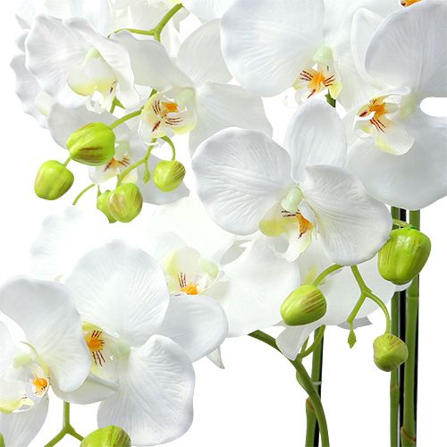 kohteita Valkoinen orkidea maapallolla 110cm