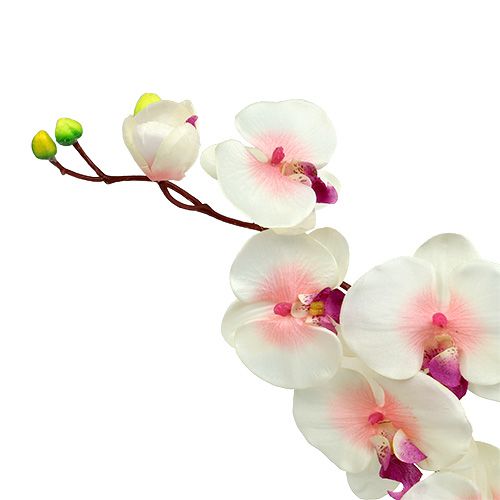 kohteita Orkidea 2 oksat 60cm Valkoinen-vaaleanpunainen