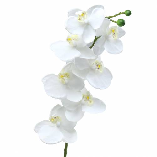 kohteita Orkidea valkoinen 77cm