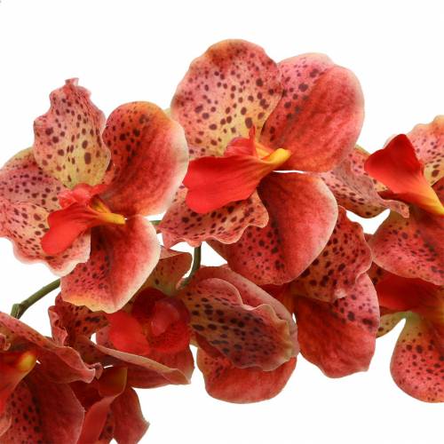 kohteita Keinotekoinen orkidea Phaelaenopsis Red, Oranssi K81cm