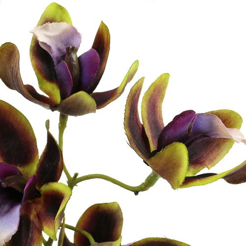kohteita Orkidea Cymbidium Green, violetti L38cm 4kpl