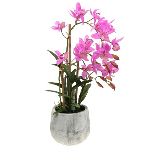 Floristik24 Orkidea ruukussa violetti H55cm