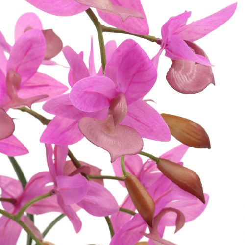 Floristik24 Orkidea ruukussa violetti H55cm