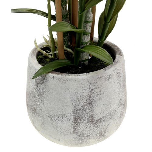 Floristik24 Orkidea ruukussa violetti H55cm