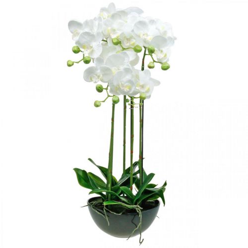 Floristik24 Keinotekoiset orkideat ruukussa valkoinen tekokasvi 63cm