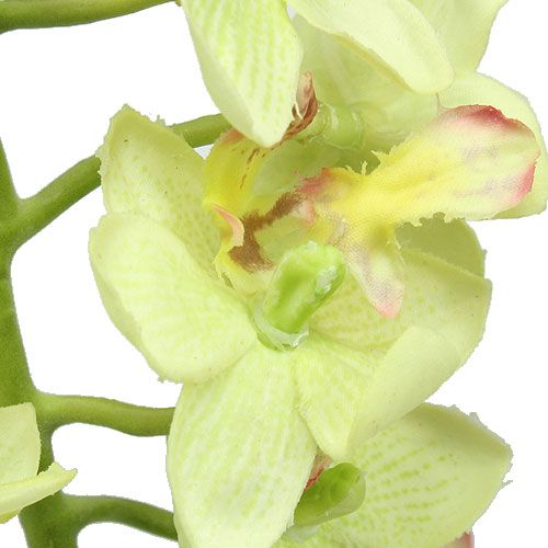 kohteita Orkidea 56cm vaaleanvihreä