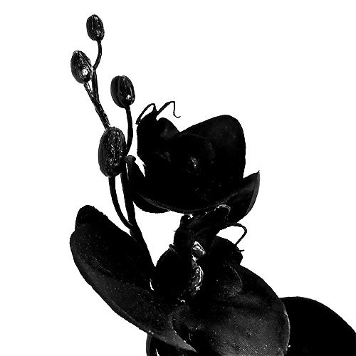 kohteita Orkidea musta L80cm