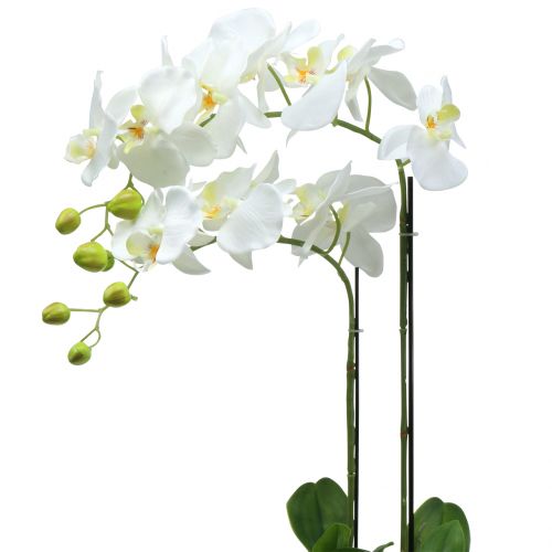 Valkoinen orkidea 65 cm polttimossa