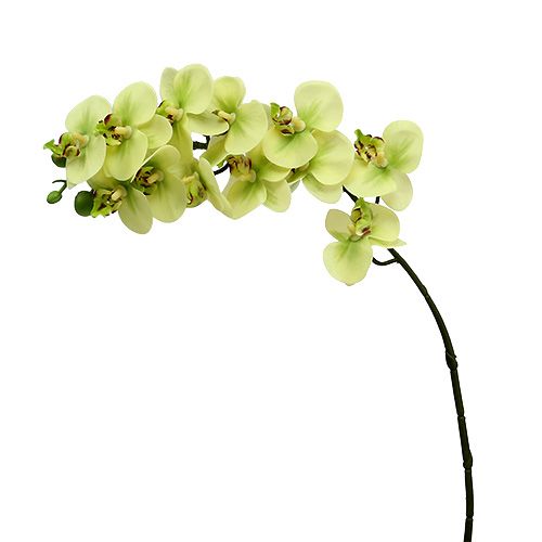 Floristik24 Orkidean oksa vaaleanvihreä L58cm