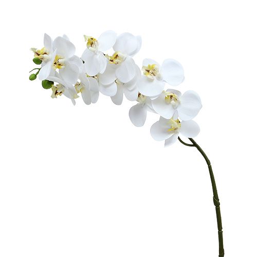 Floristik24 Orkideahaara valkoinen L58cm