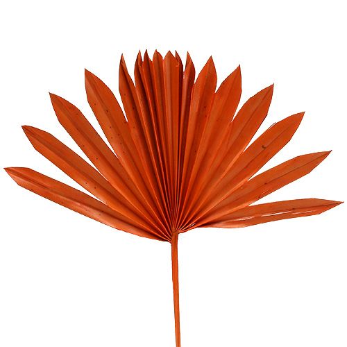 Palmspear Sun Orange 30 kpl