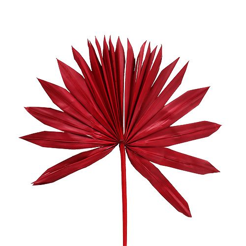 Palmspear Sun mini punainen 50kpl