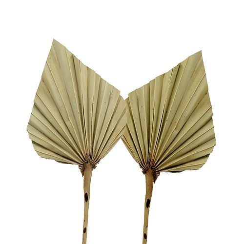 kohteita Palmspear mini nature 100 kpl