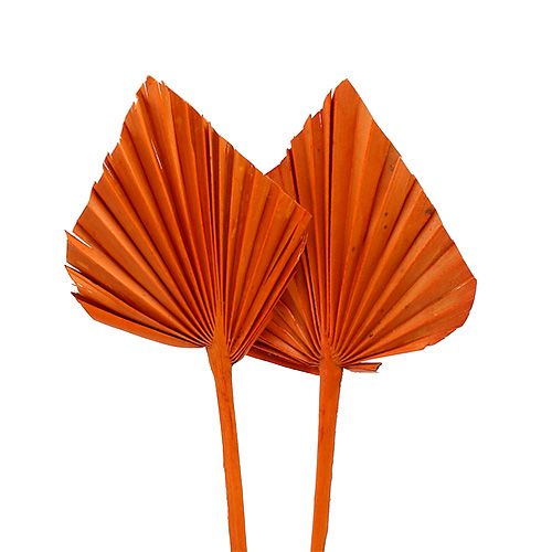 Floristik24 Palmspear mini oranssi 100 kpl