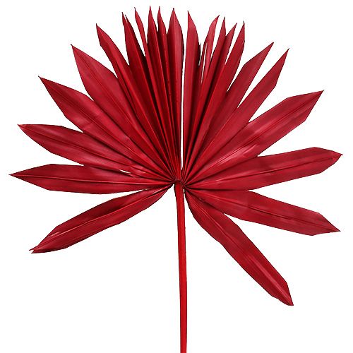 Floristik24 Palmspear Sun Red 30 kpl