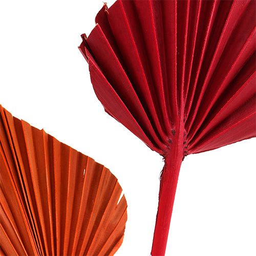 kohteita Palmspear mini lajike. Punainen/oranssi 100 kpl