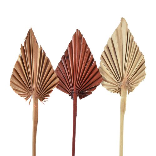 Floristik24 Palmspear mini lajitelma Morocco 30 kpl