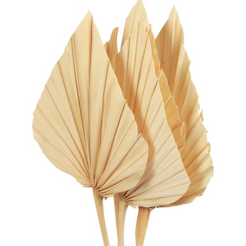 kohteita Palmspear Palmulehtiä Luonnollinen koriste Valkaistu 12,5×38cm 4kpl