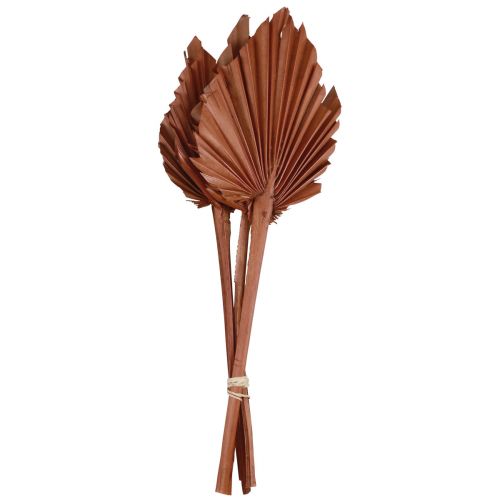 Palmspear palmulehtiä luonnollinen koriste ruskea 5-9×14cm L35cm 4kpl