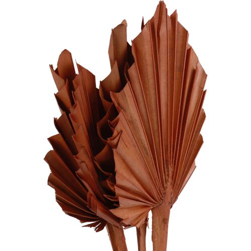 Palmspear palmulehtiä luonnollinen koriste ruskea 5-9×14cm L35cm 4kpl