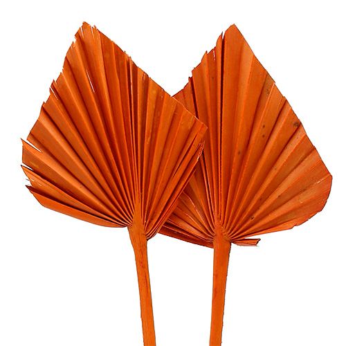 Floristik24 Palm Spear Orange 65 kpl
