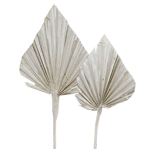 Kämmen keihäs pesty valkoinen 10cm - 15cm L33cm 65p