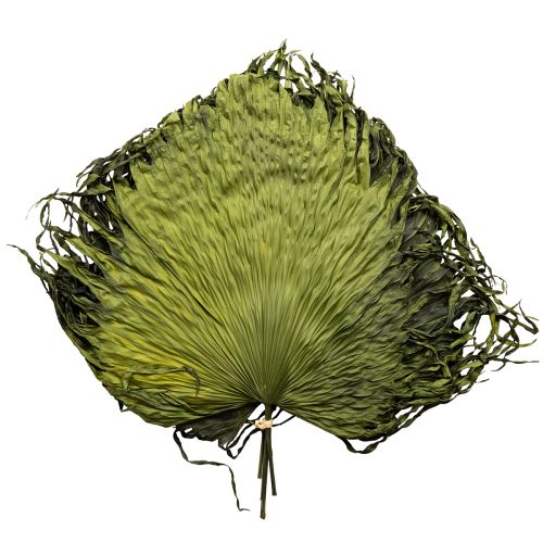 kohteita Palmunlehtikoriste eksoottisiin asetelmiin ja pöytäkoristeluun, 5 kpl